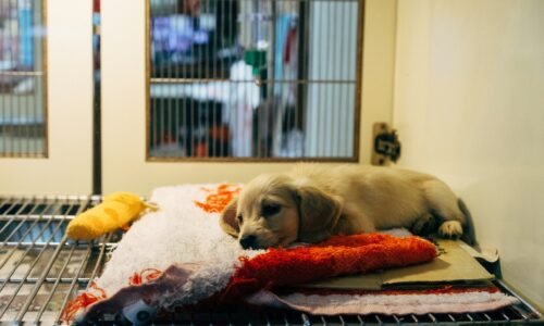 Certificate IV in Veterinary Nursing now eligible for national priority incentives